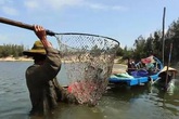 Nghề bắt phi kiếm tiền triệu ở Quảng Nam Nghề bắt phi kiếm tiền triệu ở Quảng Nam