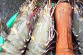 Gần triệu đồng một kg tôm sú 'khổng lồ' Gần triệu đồng một kg tôm sú 'khổng lồ'