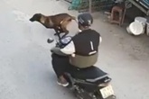 Xe máy tông trúng chó chạy băng qua đường, 2 người bị thương nặng Xe máy tông trúng chó chạy băng qua đường, 2 người bị thương nặng