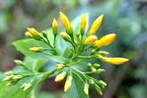 Hai nữ sinh rủ nhau ăn lá ngón tự vẫn rồi khóc gọi về cho chị gái nhờ đưa đi cấp cứu Hai nữ sinh rủ nhau ăn lá ngón tự vẫn rồi khóc gọi về cho chị gái nhờ đưa đi cấp cứu