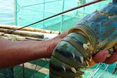 Chuyển bán tôm hùm theo con sang kg vì giá tăng Chuyển bán tôm hùm theo con sang kg vì giá tăng