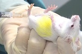 Việt Nam tiêm thử nghiệm đợt 2 vắc xin COVID-19 trên chuột Việt Nam tiêm thử nghiệm đợt 2 vắc xin COVID-19 trên chuột