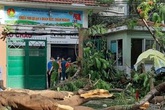 Cây phượng bật gốc đè nhiều học sinh ở TP.HCM, một em tử vong Cây phượng bật gốc đè nhiều học sinh ở TP.HCM, một em tử vong