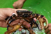Thời tiết nắng nóng, tiểu thương bán cua đồng giá 130-150 ngàn đồng/kg, 8 giờ sáng đã hết sạch hàng Thời tiết nắng nóng, tiểu thương bán cua đồng giá 130-150 ngàn đồng/kg, 8 giờ sáng đã hết sạch hàng