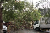 TP.HCM: Thêm một cây phượng bật gốc đè xe tải sau cơn mưa lớn khiến nhiều người hú vía TP.HCM: Thêm một cây phượng bật gốc đè xe tải sau cơn mưa lớn khiến nhiều người hú vía