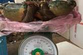 Triệu đồng một con cua biển 'khổng lồ' Triệu đồng một con cua biển 'khổng lồ'