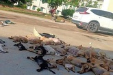 Đánh bả khiến xác chó rải khắp đường Đánh bả khiến xác chó rải khắp đường