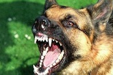 Trêu chó, bé 3 tuổi bị cắn rách mặt Trêu chó, bé 3 tuổi bị cắn rách mặt