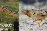 Đổ xô lên núi vì 'tiếng rồng khóc', ngàn người té ngửa khi thấy một con chim Đổ xô lên núi vì 'tiếng rồng khóc', ngàn người té ngửa khi thấy một con chim