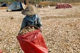 Có hay không thuốc diệt cỏ làm khô nông sản? Có hay không thuốc diệt cỏ làm khô nông sản?