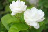 Thổi bùng đam mê trong phòng ngủ với một cành hoa tươi Thổi bùng đam mê trong phòng ngủ với một cành hoa tươi