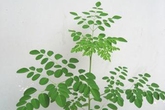 Giúp bạn đưa "tiên đơn trường xuân" về vườn nhà để cải thiện “bản lĩnh phòng the” Giúp bạn đưa "tiên đơn trường xuân" về vườn nhà để cải thiện “bản lĩnh phòng the”