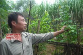 Bài thuốc kỳ diệu và cuộc sống đạm bạc của "thần y xứ Mường" hai thập kỷ cứu hàng ngàn ca bỏng Bài thuốc kỳ diệu và cuộc sống đạm bạc của "thần y xứ Mường" hai thập kỷ cứu hàng ngàn ca bỏng
