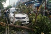 Nhiều người thoát chết bởi nhánh cây “khổng lồ” gãy Nhiều người thoát chết bởi nhánh cây “khổng lồ” gãy