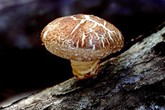 Ngộ độc vì ăn nấm Ngộ độc vì ăn nấm