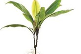 Labisia pumila - cây thuốc làm vững chắc cơ âm đạo Labisia pumila - cây thuốc làm vững chắc cơ âm đạo