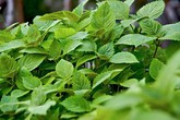 Công dụng chữa bệnh hiệu quả của kinh giới Công dụng chữa bệnh hiệu quả của kinh giới