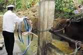 Bơm nước vào trâu bò trước khi giết mổ Bơm nước vào trâu bò trước khi giết mổ