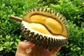 12 công dụng tuyệt vời khi ăn sầu riêng 12 công dụng tuyệt vời khi ăn sầu riêng