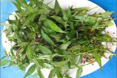 Rau răm: Ngay cả phụ nữ cũng không nên ăn nhiều Rau răm: Ngay cả phụ nữ cũng không nên ăn nhiều