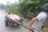 Cận cảnh người dân miền Trung vật lộn với lũ cứu tài sản, gia súc, gia cầm Cận cảnh người dân miền Trung vật lộn với lũ cứu tài sản, gia súc, gia cầm
