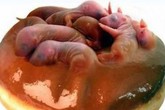 Sự thực bài thuốc xuân dược của Từ Hy thái hậu và mối hiểm họa từ món "chuột bao tử" thời nay Sự thực bài thuốc xuân dược của Từ Hy thái hậu và mối hiểm họa từ món "chuột bao tử" thời nay