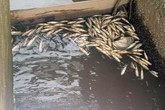 Cận cảnh cá chết trên đầm thủy sản Đình Vũ Cận cảnh cá chết trên đầm thủy sản Đình Vũ