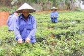 Kỳ lạ "xã không chồng" Kỳ lạ "xã không chồng"