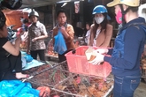 Ăn gia cầm bẩn giữa thời có cúm Ăn gia cầm bẩn giữa thời có cúm