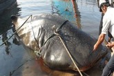 Dân chài Nghệ An đau đầu vì cá khổng lồ Dân chài Nghệ An đau đầu vì cá khổng lồ