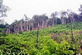 Rúng động Quảng Bình: Dùng thuốc diệt cỏ để dọn rừng Rúng động Quảng Bình: Dùng thuốc diệt cỏ để dọn rừng