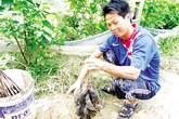 Rùng mình thịt... chuột Hà thành Rùng mình thịt... chuột Hà thành