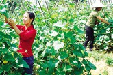Việc nhà đang đè nặng phụ nữ Việc nhà đang đè nặng phụ nữ