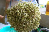 Giá đỗ có tác dụng giải độc đa năng Giá đỗ có tác dụng giải độc đa năng