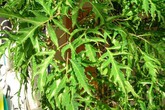 Sống sót sau sinh nhờ lá đinh lăng Sống sót sau sinh nhờ lá đinh lăng