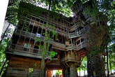 Cận cảnh ngôi nhà trên cây lớn nhất thế giới Cận cảnh ngôi nhà trên cây lớn nhất thế giới