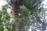 Đang đi đường, bị cành cây rơi trúng đầu tử vong ngay tại chỗ Đang đi đường, bị cành cây rơi trúng đầu tử vong ngay tại chỗ