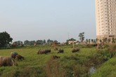 Chăn trâu kiếm hàng trăm triệu đồng giữa Hà Nội Chăn trâu kiếm hàng trăm triệu đồng giữa Hà Nội