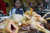 Giãn cuống tim, tử cung vì ăn thịt lợn "bẩn" Giãn cuống tim, tử cung vì ăn thịt lợn "bẩn"