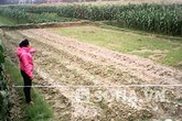 Một phụ nữ bị đánh bất tỉnh, lột sạch quần áo giữa cánh đồng Một phụ nữ bị đánh bất tỉnh, lột sạch quần áo giữa cánh đồng