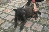 Xôn xao chuyện chó đực đẻ con ở Nghệ An Xôn xao chuyện chó đực đẻ con ở Nghệ An