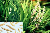 Các phương thuốc gia truyền chữa ho hiệu quả Các phương thuốc gia truyền chữa ho hiệu quả