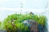 Gợi ý các cách trồng cây xanh trong nhà Gợi ý các cách trồng cây xanh trong nhà