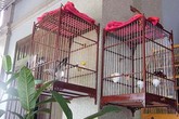 Đại gia chọn chim kỹ hơn tuyển... "chân dài" Đại gia chọn chim kỹ hơn tuyển... "chân dài"
