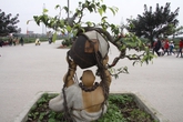 Vỡ trận 'siêu cây triệu đô', đại gia đi nuôi vịt Vỡ trận 'siêu cây triệu đô', đại gia đi nuôi vịt