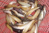 Cay nồng cá bống kho tiêu Cay nồng cá bống kho tiêu