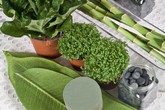 Cách cắm hoa đồng tiền theo phong cách Nhật Bản Cách cắm hoa đồng tiền theo phong cách Nhật Bản