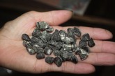 Săn đặc sản “trời cho”... chỉ đại gia dám mua Săn đặc sản “trời cho”... chỉ đại gia dám mua