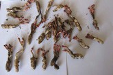 Ăn nhộng ve, coi chừng bị ngộ độc Ăn nhộng ve, coi chừng bị ngộ độc