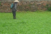 Những vựa rau muống 'ướp' thuốc độc ở Hà Nội Những vựa rau muống 'ướp' thuốc độc ở Hà Nội